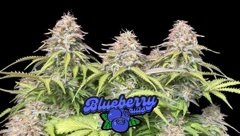 burberry kush waze|Blueberry Kush aka Blueberry OG Kush Weed Strain Information.